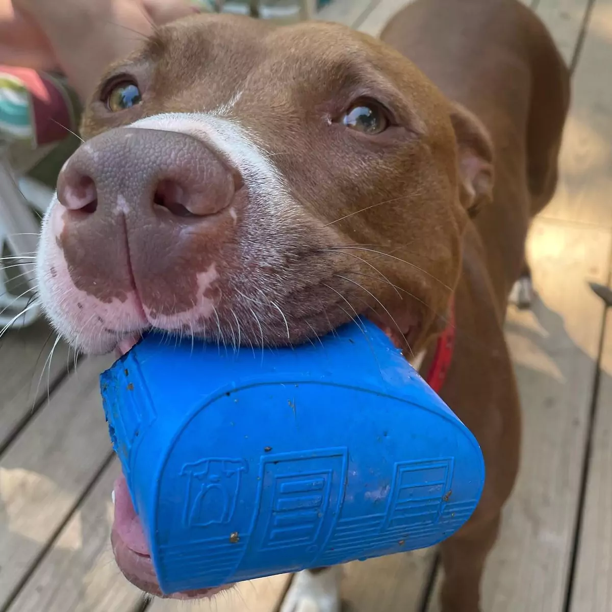 Happy dog 02